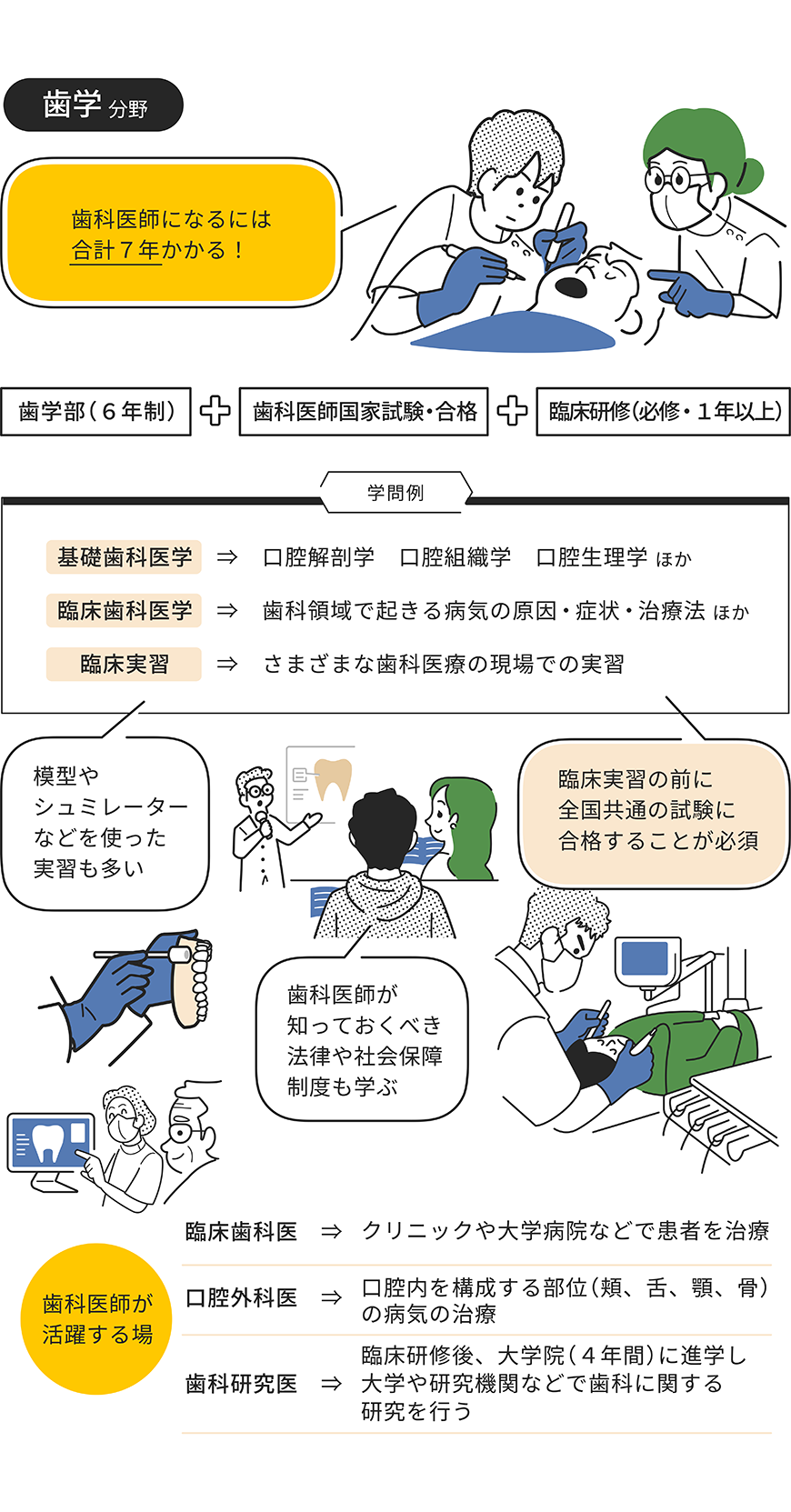 歯学分野をイラストで解説した画像