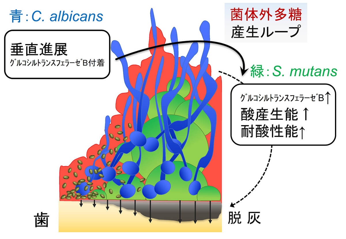 日大の研究｜日本大学特設サイト｜大学受験パスナビ：旺文社